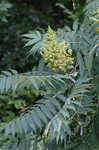 Smooth sumac